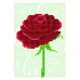 Love rose